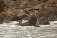Lachtan Forsteruv - Arctocephalus forsteri - New Zealand Fur Seal - kekeno 7977
